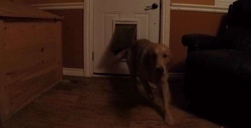 River of excited Golden Retrievers explode through doggy door