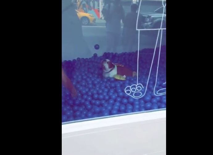 A dog’s ultimate dream – playing in a ball pit!