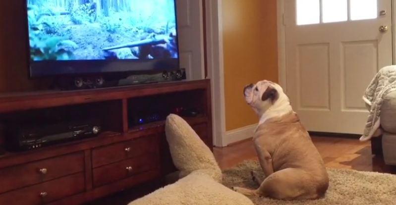 Bulldog tries to protect Leonardo DiCaprio from bear attack