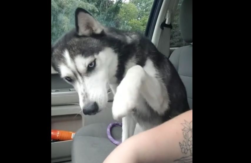 Gorgeous Husky demands cuddles