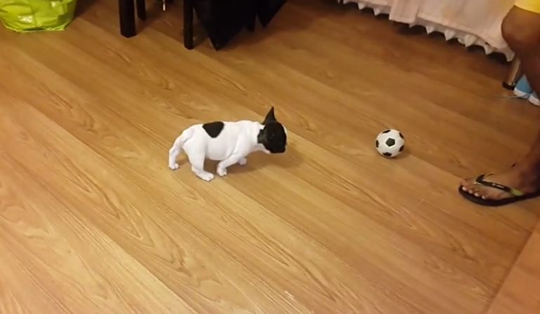 Puppy Unlocks True Attack Mode On ‘Foreign Object’