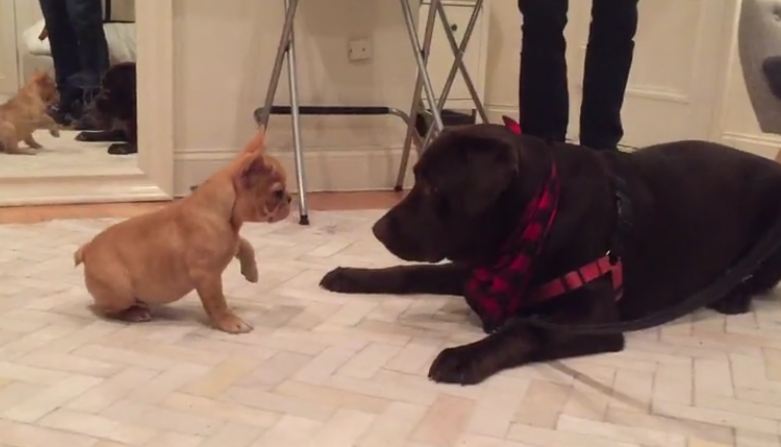 Adorable French Bulldog And Chocolate Labrador Become Instant Friends