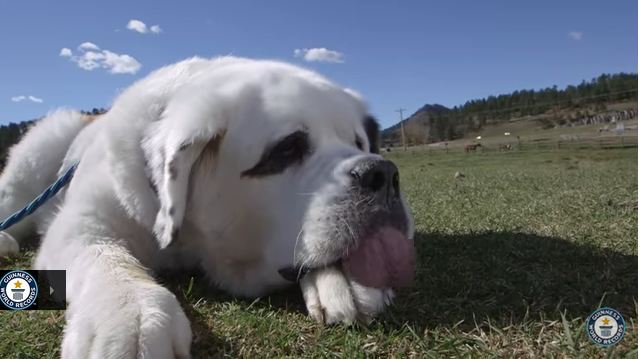Lick It Up! Meet Mochi, The Guinness Record-Holder For Longest Dog Tongue