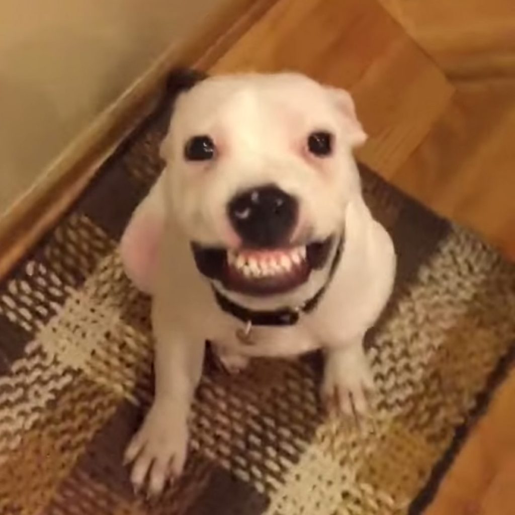 Say CHEESE! Or Maybe Bacon? Ten Great Smiling Dogs