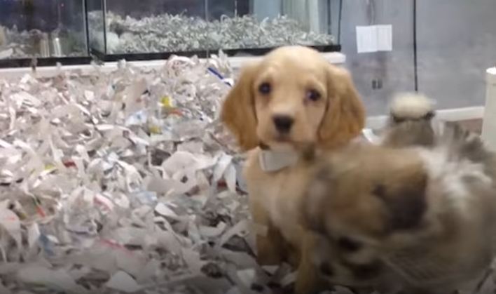 Pet Store Employees Caught Lying About Their Puppy Mill Dogs