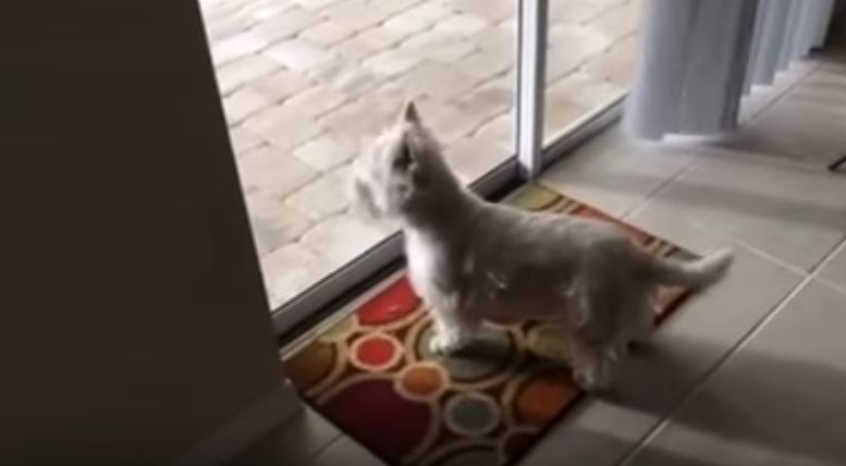 Dog Arrives At Family’s New Home, Flips Out When She Sees The Outside