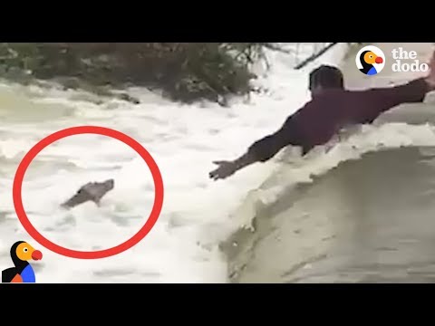 Men Risk It All To Attempt The Rescue Of A Drowning Dog