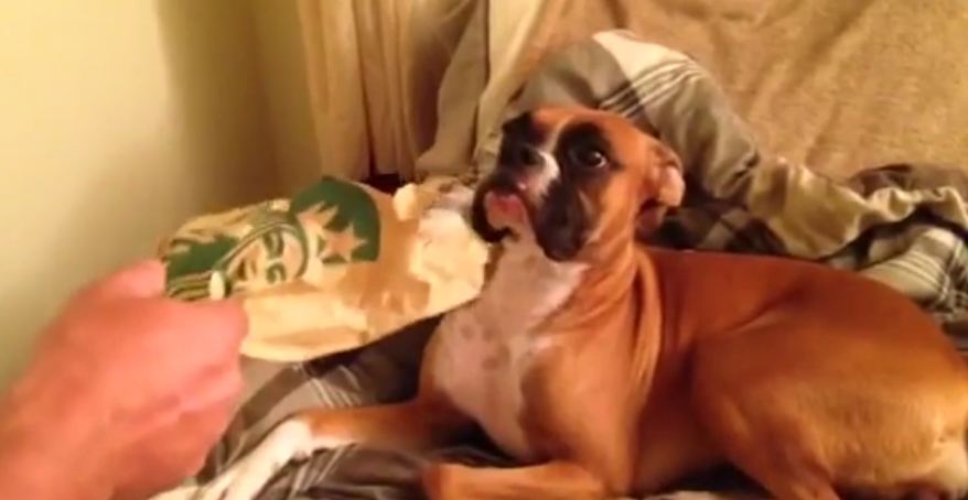 Guilty Boxer In Deep Trouble For Eating Her Owner’s Cookie