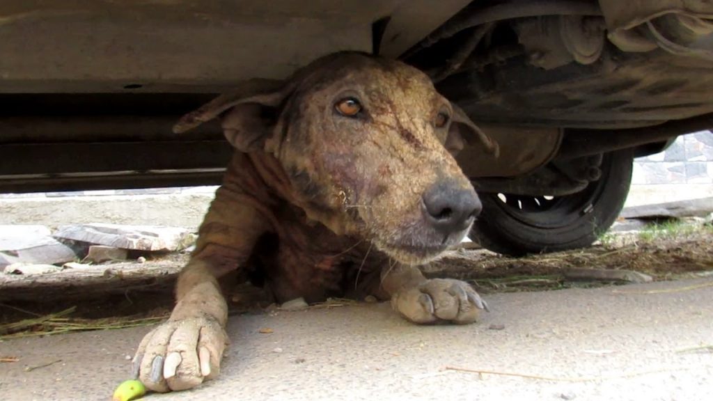 Street Dog Lured Out From Under Car Is So Friendly Despite Her Condition