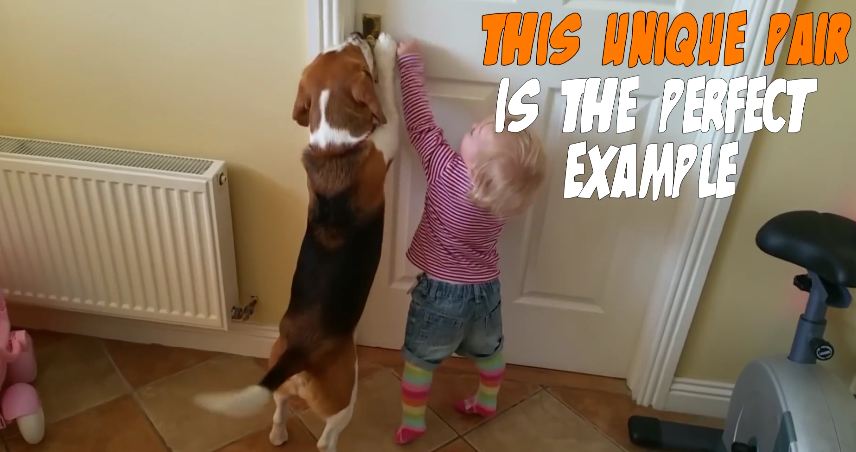 Our Dog is More Than a Pet, He is the Nanny : Charlie the Beagle Trailer