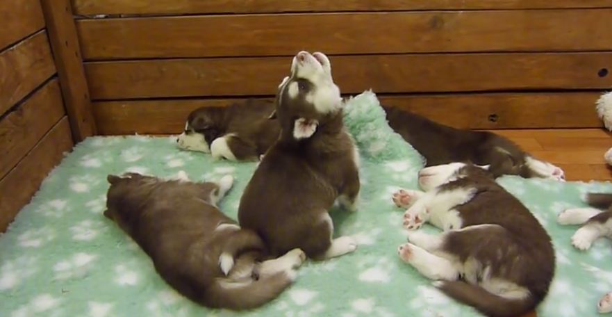 Baby Husky Tries To Howl, Sounds Like A Star Wars Character