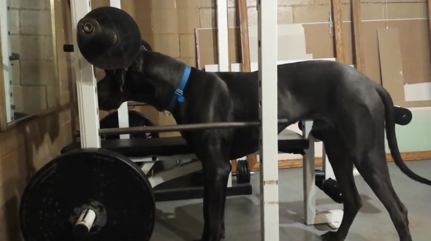 Great Dane ‘Motivates’ Himself In The Mirror At The Gym