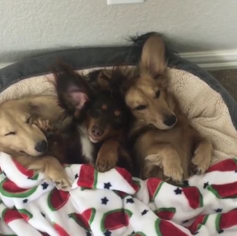 Three’s A Crowd (Of Adorable Doxie Floof)