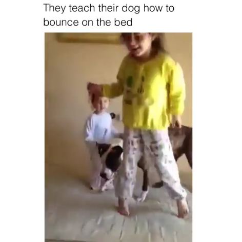 Little Girls Teach Their Pibble To Bounce On The Bed