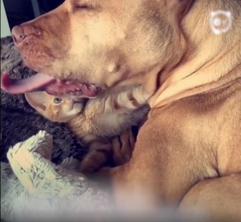 This Pit Bull Adopted A Kitten & Now They’re BFFs