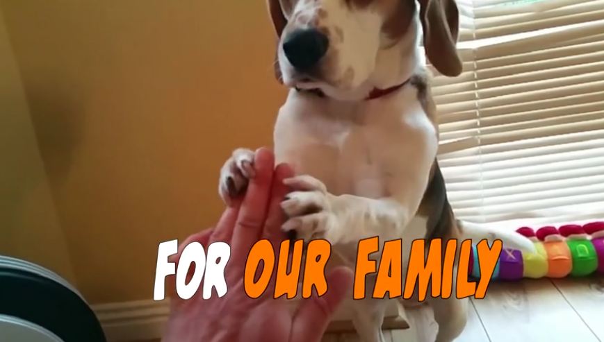 Our Dog is More Than a Pet, He is the Nanny : Charlie the Beagle Trailer