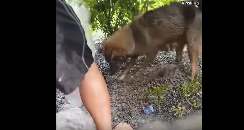 Mother Dog Saves Her Puppy Will Get You In Tears