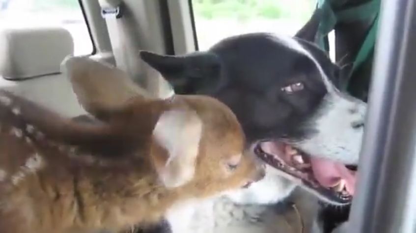 Orphaned Fawn Finds Comfort With Dog Who Scares Bears For A Living