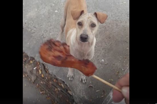 Kind Stranger Gives Stray Dog A Snack, But Wait ‘Til You See What She Does With It!