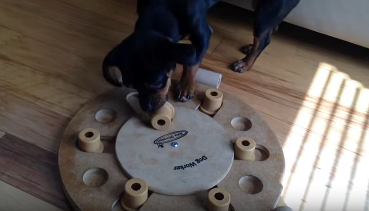 Clever Dog Solves Every Challenging Puzzle His Dad Makes For Him