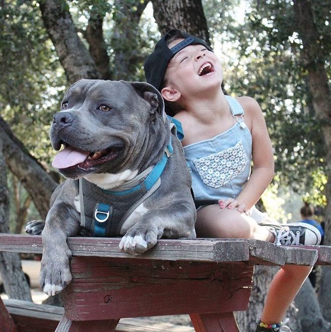 Little Girl Sings To Her Pit Bull In A Precious Display Of Affection