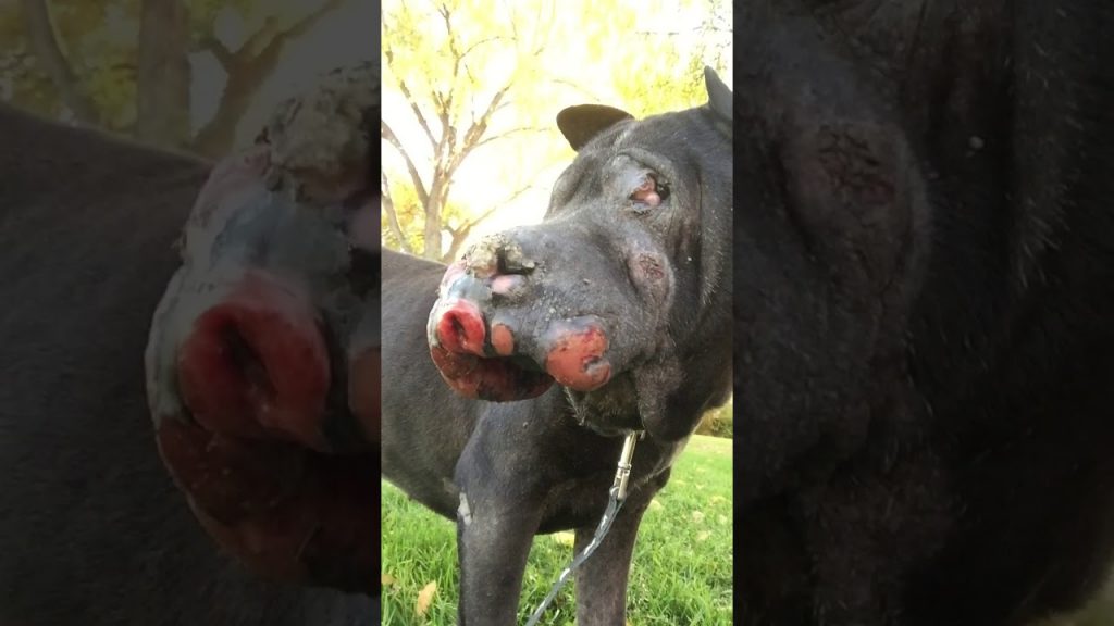 Hippo’s Last Hurrah: Dying Shelter Dog Lives His Final Day Awash In Love