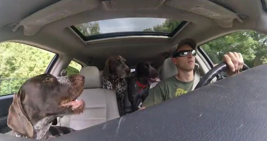 Dad Put Camera In Car To Show 4 Dogs Flipping Out When They Hear They’re Going To The Park