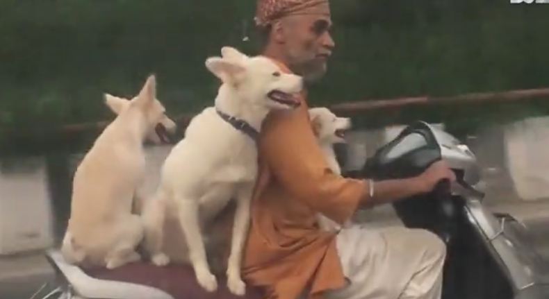 Dogs take a ride on their owner’s scooter