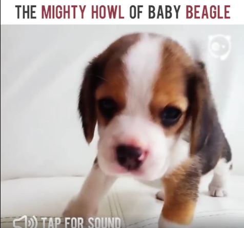 The Mighty Howl of the Baby Beagle Is The Cutest Thing You’ll See Today