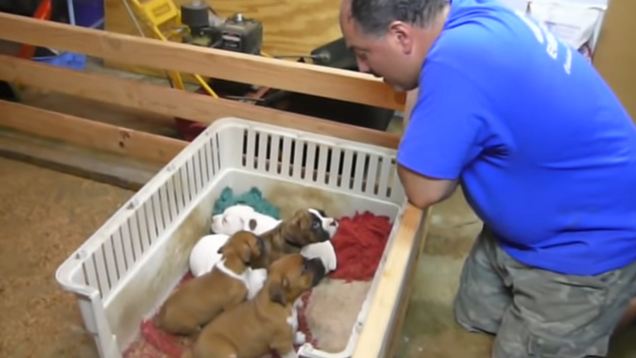 Aww! Man Sweetly Sings Puppies to Sleep