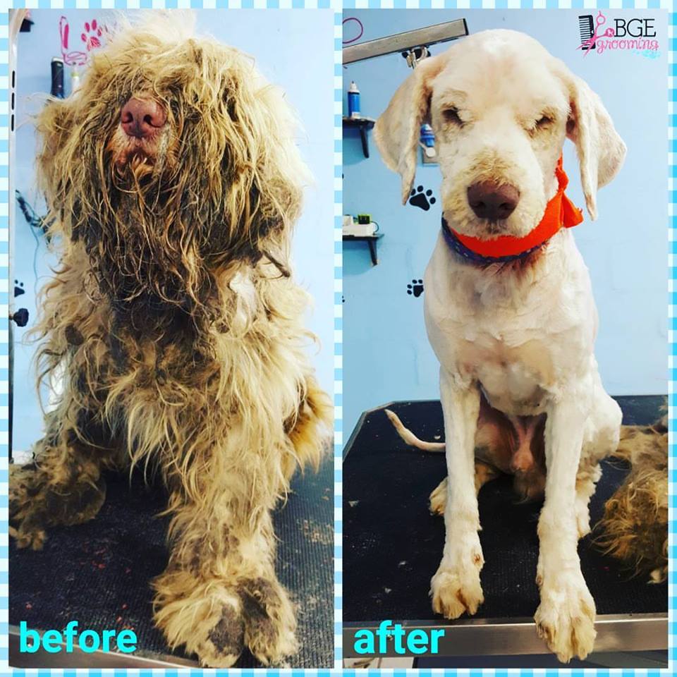 Groomer Opens Shop At Midnight To Care For Severely Matted Stray