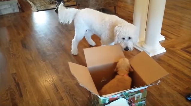 It’s Rhett Barkley’s birthday, and the adorable Goldendoodle is about to get the surprise of a lifetime — a new puppy sibling!