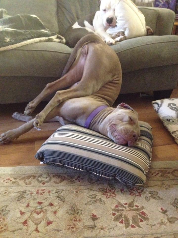 16 Dogs Who Cannot Possibly Be Comfortable