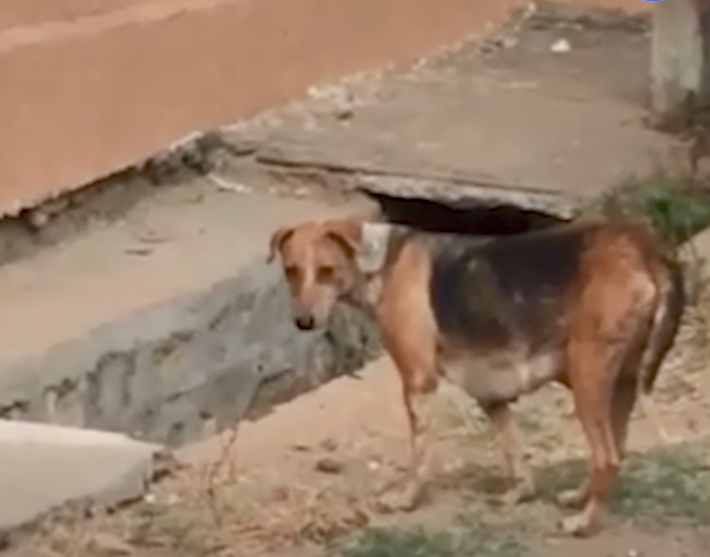 Mama Couldn’t Find Her Puppies, But Rescuers Showed Up And Heard Their Cries