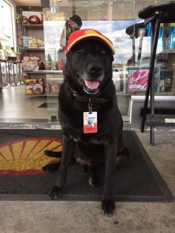 Abandoned Dog Wanders Up To A Gas Station — And They Give Him A Job