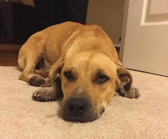Scared Dog Rescued From A Field — 3 Days Later, She’s Still Clinging To Rescuers