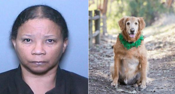 PUPDATE! Woman Who Abandoned Dog With Giant Tumor Banned From Owning Pets