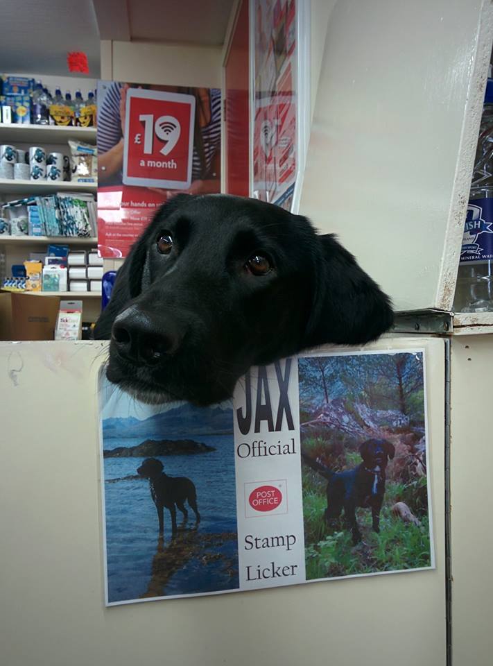 Dog Works At Post Office As The Official Stamp Licker