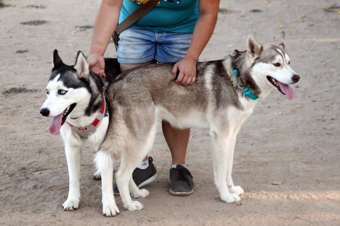 Someone Found These 2 Huskies Abandoned At A Dog Park With A Heartbreaking Note