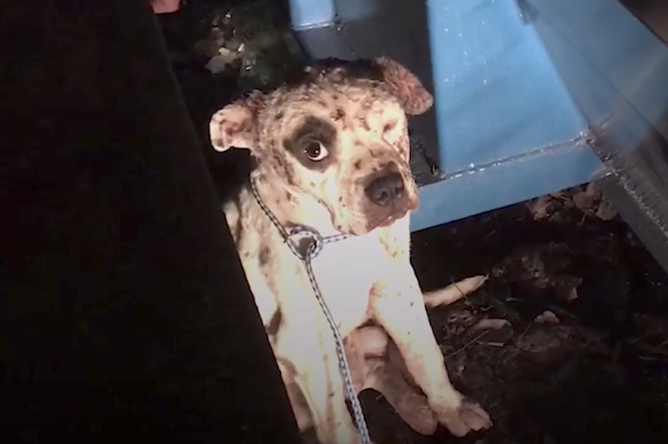 Rescued From Dogfighting, This Pup Smiles For The First Time In His Life