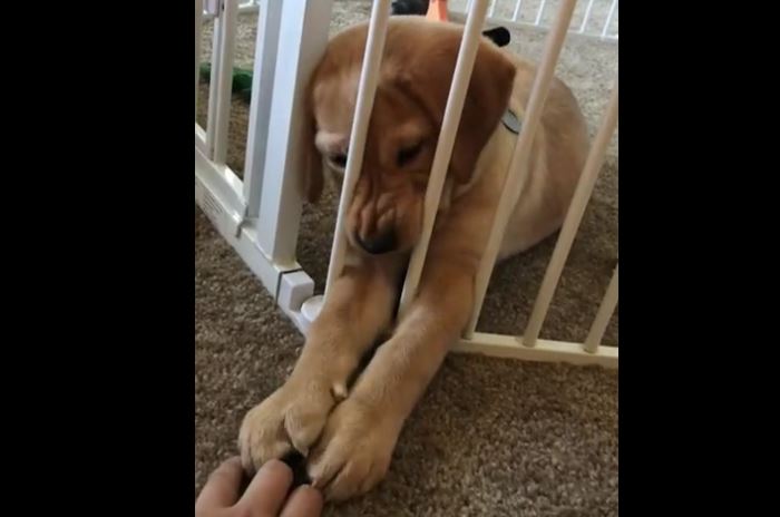 Sassy Lab Puppy Doesn’t Like Being Locked Behind Bars