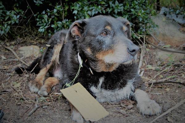 Family Had No Idea Their Old Dog Was A Hero – Until They Read The Note On His Collar