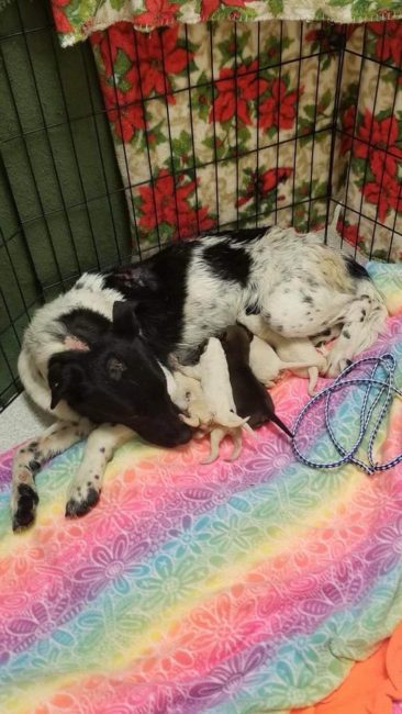 Gravely injured mother fought off other dogs to protect her newborn puppies