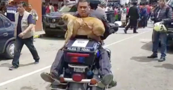 Police Find Terrified Puppy In The Middle Of A Mexico City Street After Earthquake