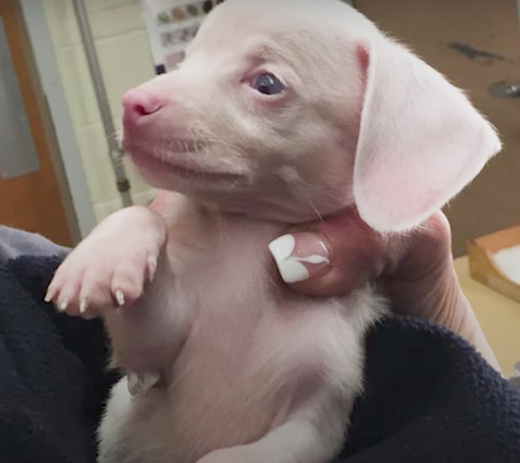 Life Changed Dramatically For A Blind And Deaf Pink Puppy When He Found A Forever Home