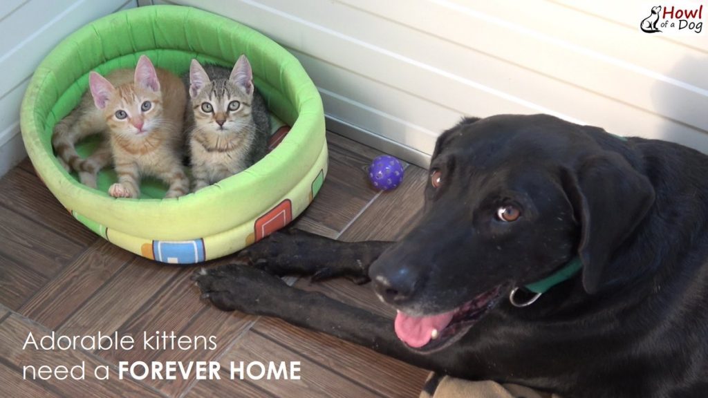 Tiny Kittens Found Abandoned On The Road Now Have A Special Foster Dad To Help Show Them The Ropes