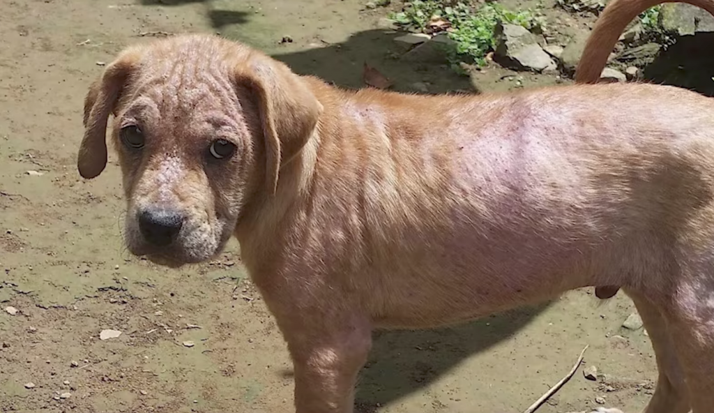 Sibling Puppies Pushed To Keep Each Other Alive, And It Paid Off In A Big Way