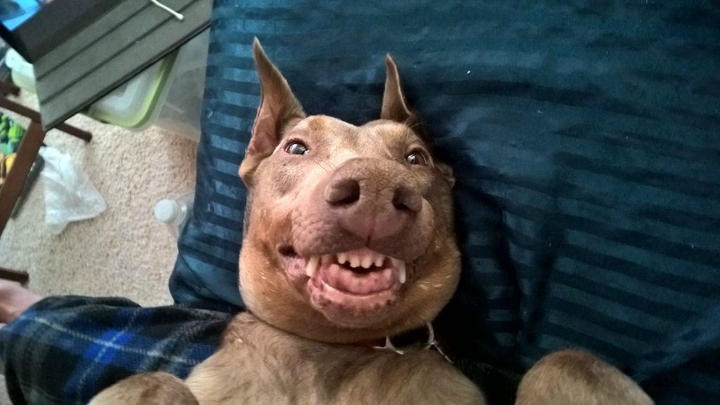 Derpy Dogs Trying To Flash Their Pearly Whites For The Camera