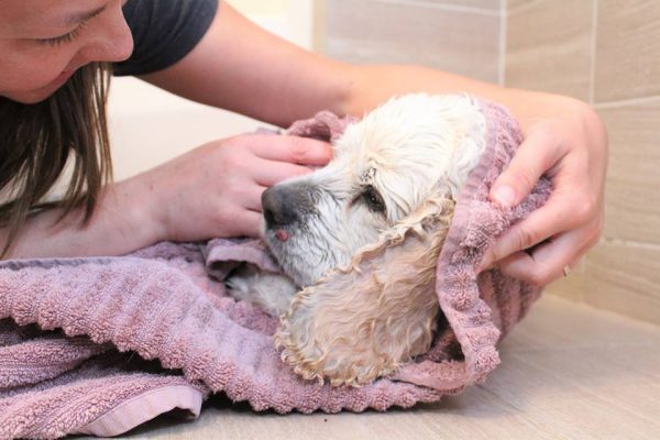 Dog Surrendered To Shelter-They Hear His Age, And Know Exactly What To Do