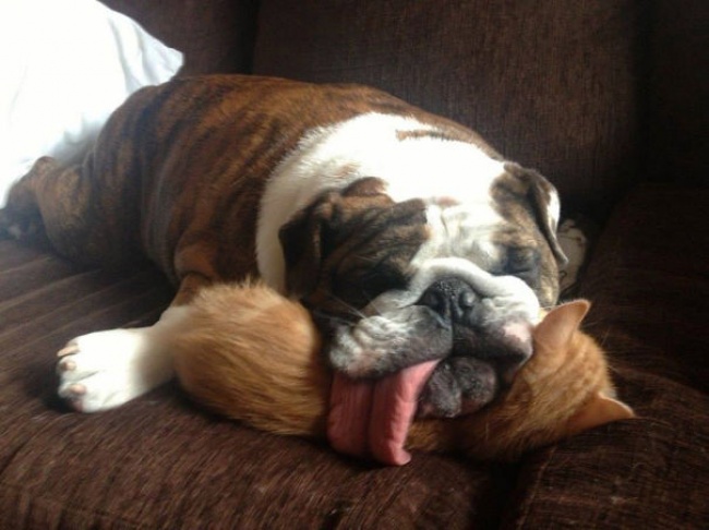 25 Dogs Who Don’t Care If They’re Invading Personal Space, They Just Wanna Cuddle